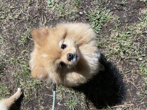 Sıfır numara pomeranian boo