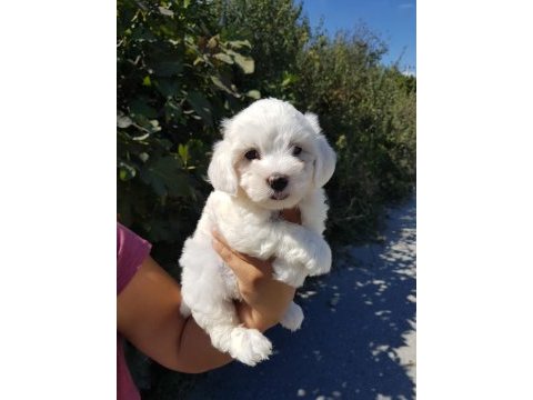 İnanılmaz güzellikler maltese terrier