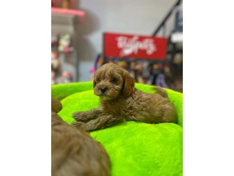Orjinal hipoalerjenik teacup maltipoo