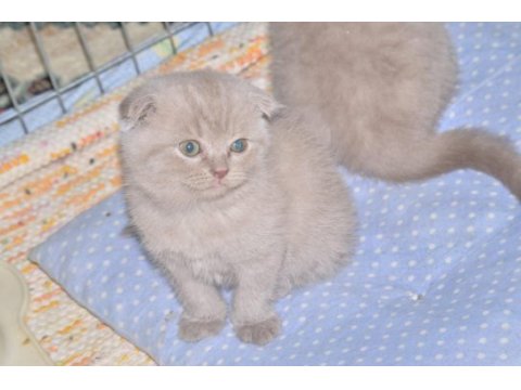 2 adet scottish fold 1 adet british