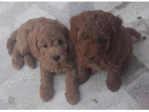Muhteşem toy poodle yavrularımız istanbul