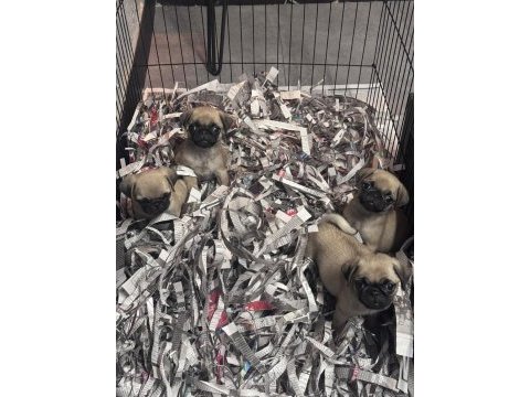Irk ve sağlık garantili pug mops bebekler