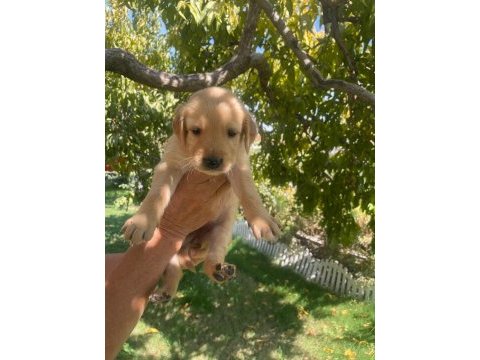 Kaliteli golden retriever yavrularimiz
