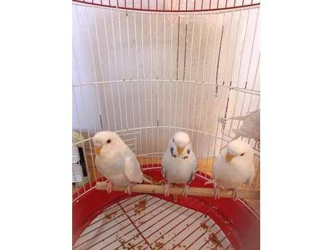 Yavru muhabbet kuşları