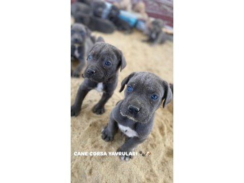 Dev cane corso yavruları