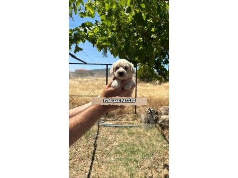 Kore micro maltese