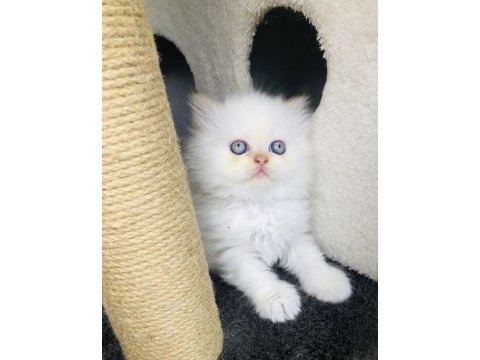 Prensesimize kalıcı yuva arıyoruz persian