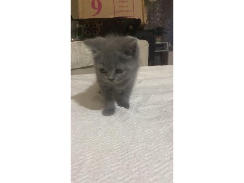 Iyi bi aileye gitmesini istiyorum kedimizin