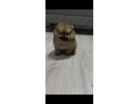 Sağlık ve ırk garantili pomeranian boo
