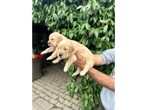 Golden retriever yavruları ücretsiz değildir