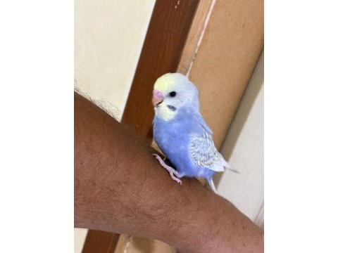 30 günlük kusursuz bebek muhabbet kuşu