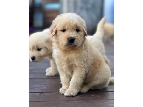 Golden retriever yavruları