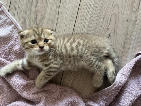 Safkan british shorthair yavrular