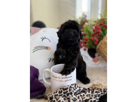 Mükemmel tea cup siyah poodle