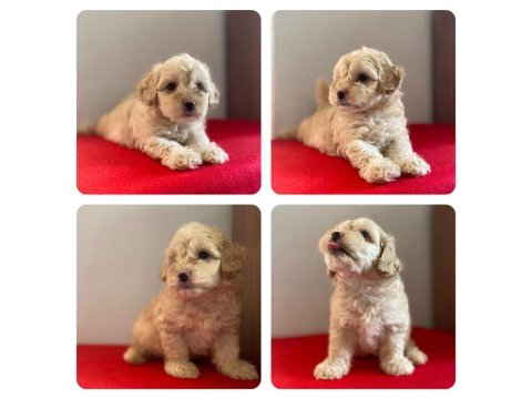 Maltipoo bebeklerimiz yeni yuvasını arıyor
