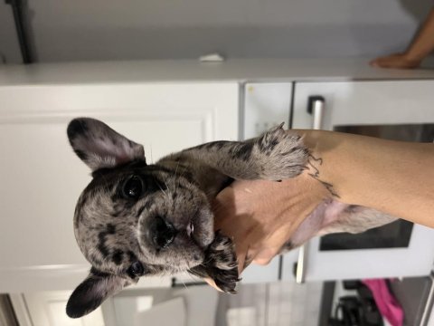 Black merle erkek french bulldog