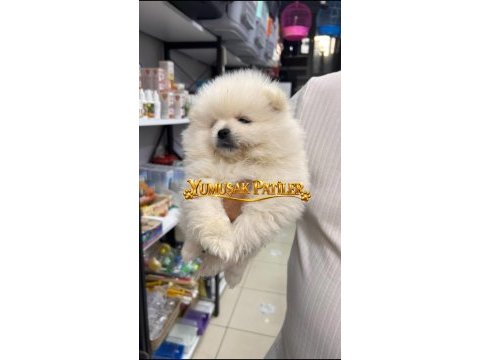 Ayıcık pomeranian boo