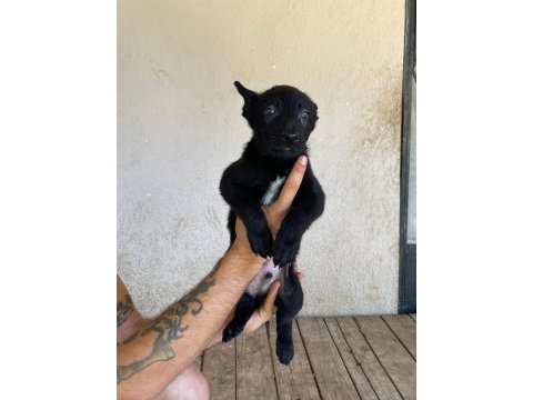 Siyah erkek malinois yavru 60 günlük