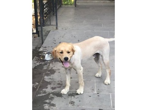 2 yaşında aşıları tam çipi takılmış erkek golden