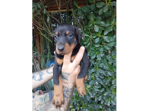 Irk ve sağlık garanti saf kan doberman yavrularımız