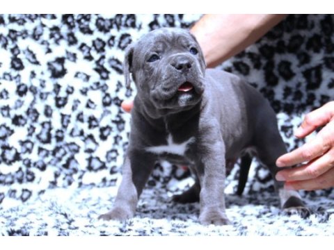 Fcı-kıf secereli safkan cane corso yavrular