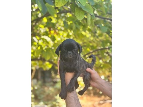 Egzotik dişi brindle pug yavrusu