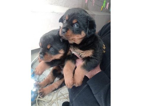 Rottweiler yavrular