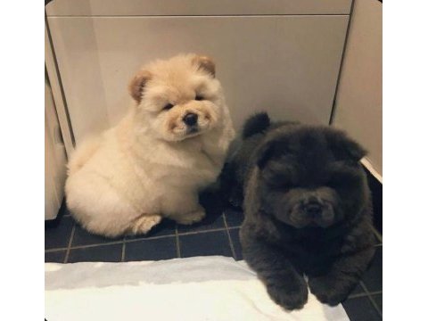 Chow chow çin aslanı yavrular