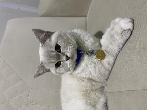 8 aylık erkek british shorthair
