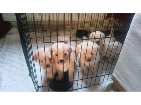 Maltipoo yavrularımız ailelerine kavuşmayı bekliyor