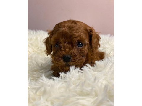 En güzel toy poodle