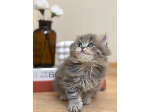 2 aylık 17 adet sağlık garantili british longhair yavrular