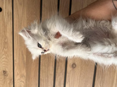 Beyaz dişi british longhair yavrumuz