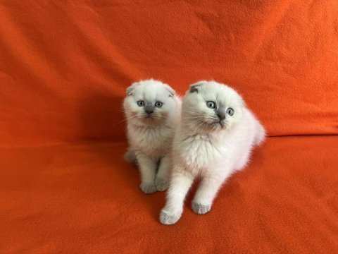 Orjinal tam kapalı kulak top kafa blue scottish fold