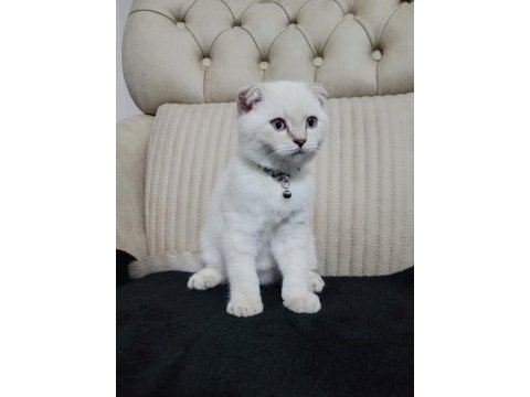 2.5 aylık erkek safkan scottish fold blue point