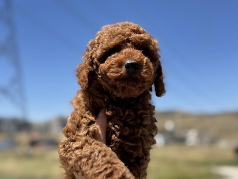 Petmode köpek çiftliğinde ziyarete açık toy poodle