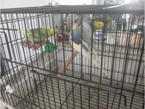 Satılık 2 çift muhabbet kuşu