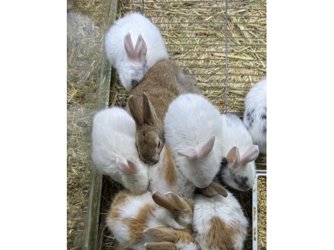 Cüce netherland dwarf tavşan