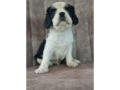 Cavalier king charles köpeğimiz
