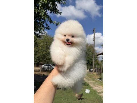 Üst düzey kusursuz karbeyaz pomeranian boo