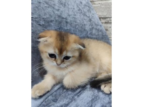 Golden scottish fold bebeklerim
