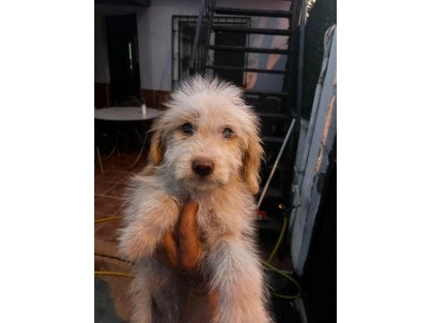 Maltipoo köpekleri