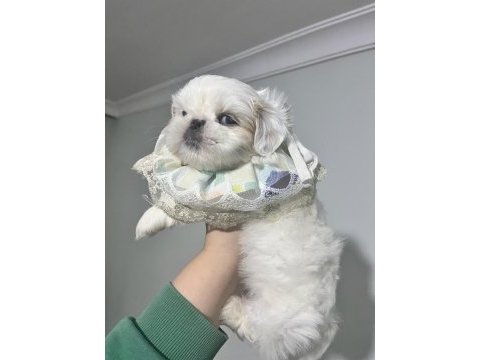 Safkan shih -tzu yavru köpekler