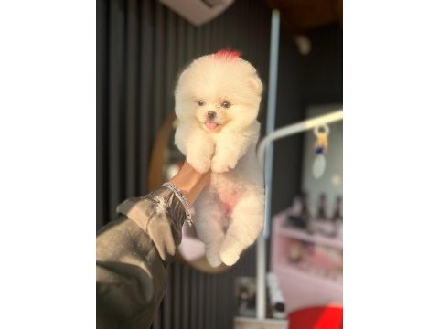 Pomeranian yavrumuza yuva arıyoruz