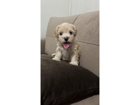 2.5 aylık dişi yavrumuz maltipoo