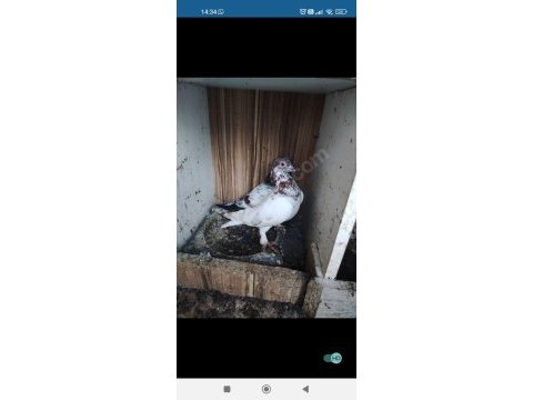 Erkek kırmızı şallı tip güvercin