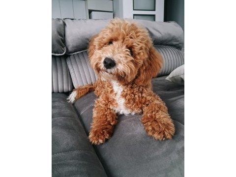 6 aylık erkek poodle