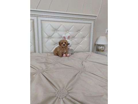 Kore maltipoo yavrular