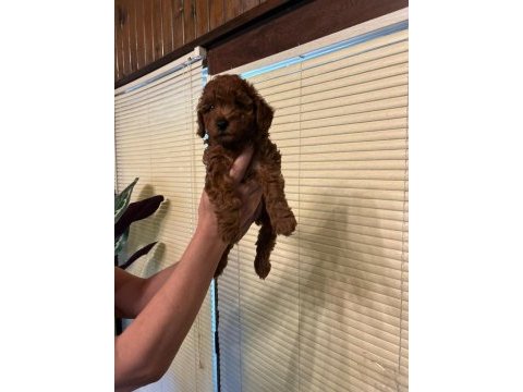 Oyuncu toy poodle yavrularımız