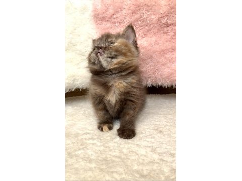 British shorthair dişi karamel renk